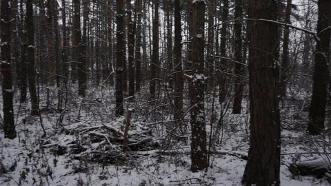 Dark forest panorama Stock Footage 100023549