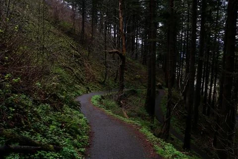 A dark forest path in the columbia river gorge  Stock Photos
