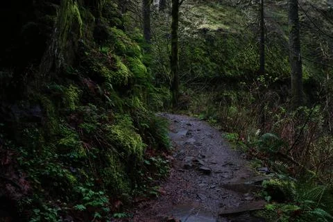 A dark forest path featuring ferns and green moss Stock Photos