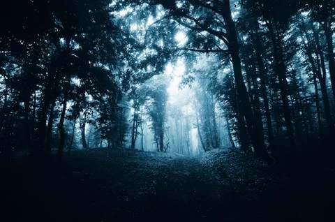 Dark forest path in fog Stock Photos