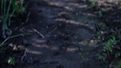 A dark forest path with foliage Stock Footage 246569140