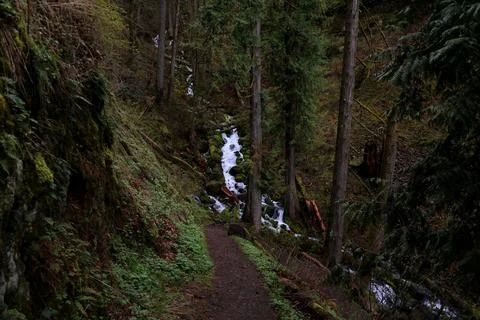A dark forest path leading to a small waterfall filled with forest debris Stock Photos