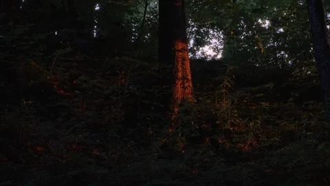 Dark Forest Path with Tall Tree at Dusk — Moody Nature B-Roll Vídeos de archivo 336213110