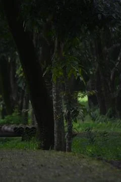 Dark forest path with trees and soft bokeh background Stock Photos