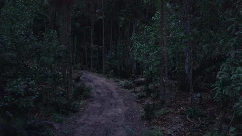 Dark forest path winding through dense trees at twilight hour 库存影片 310413051