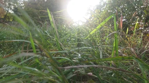 Dark Forest Pathway Looking Toward Bright Sunlight Piercing The Canopy Stock Footage 348034157