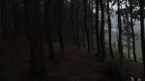 Dark Forest Pathway Surrounded by Trees in a Serene Natural Setting Stock Footage 295291074