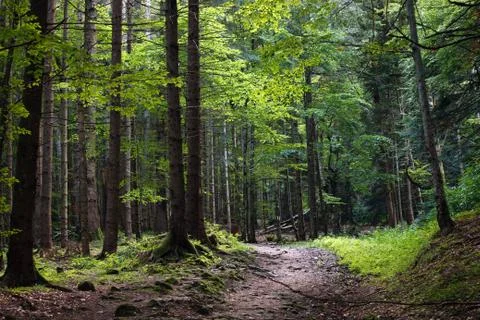 Dark forest Stock Photos