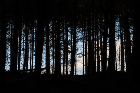 Dark forest. Stock Photos