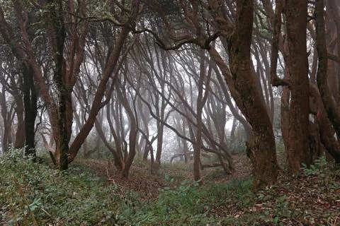 Dark forest Stock Photos