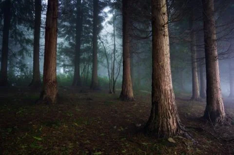Dark forest Stock Photos