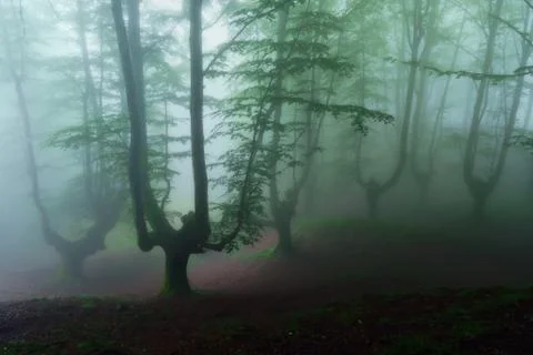 Dark forest Stock Photos