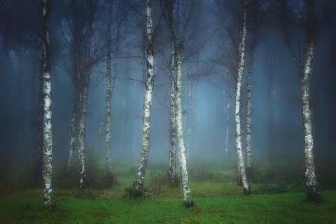 Dark forest Stock Photos