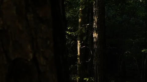A Dark Forest Stock Photos