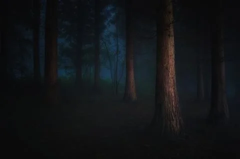 Dark forest Stock Photos