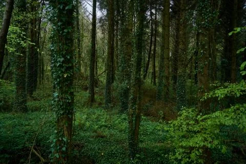 Dark forest Stock Photos
