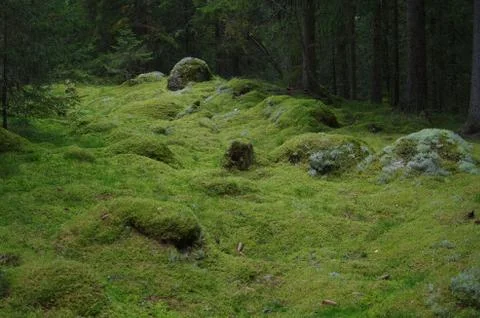 Dark forest Stock Photos