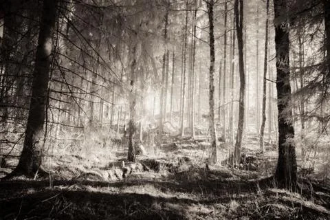 Dark forest Stock Photos