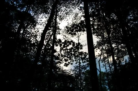 Dark forest Stock Photos