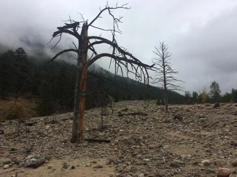 The Dark Forest Stock Photos