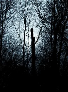 DARK FOREST Stock Photos
