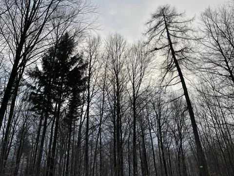 Dark Forest Stock Photos