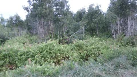 Dark forest Stock Photos