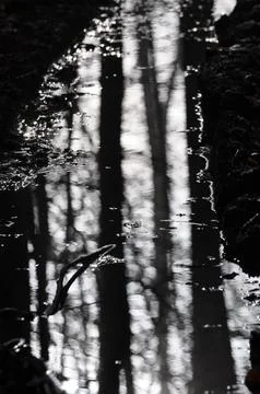 Dark forest Stock Photos
