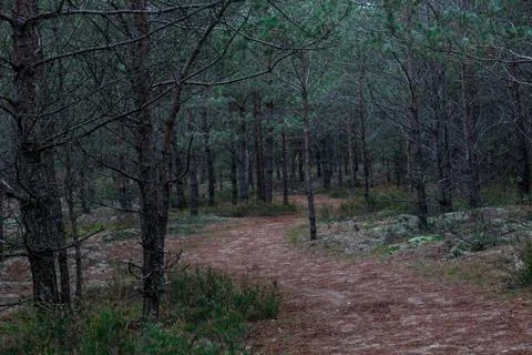 Dark forest 写真素材