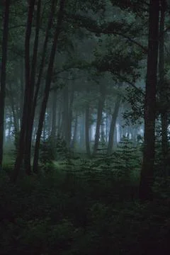 Dark forest Foto stock