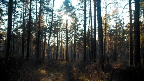 Dark forest with pines at sunset 스톡 동영상 168118184