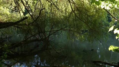 Dark forest pond water framed by branches Stock Footage 339361895