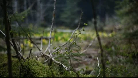 Dark Forest Rack Focus to Bright Wildflowers Vídeos de archivo 10754339