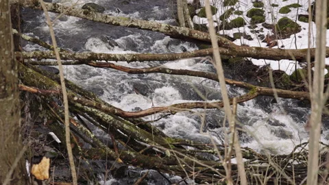 Dark Forest River Scene with Bare Branches and Dead Leaves Stock Footage 309460243