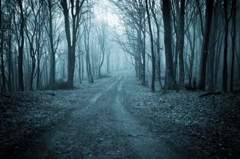 Dark forest road Stock Photos