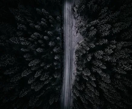 Dark forest road Stock Photos