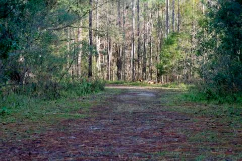 Dark forest road in the spring forest 스톡 사진