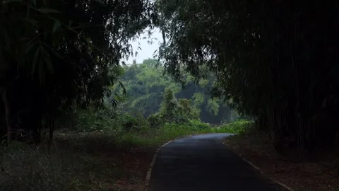 Dark Forest Road Surrounded by Bamboo Trees in Countryside Stock Footage 326753542