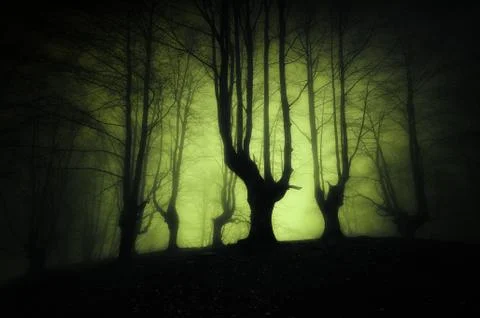 Dark forest with scary trees Foto stock