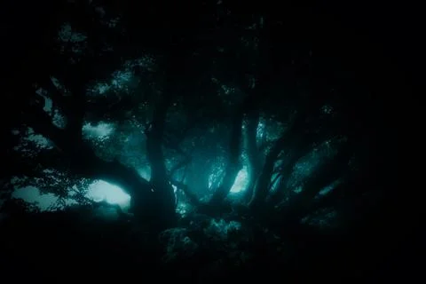 Dark forest with scary trees Stock Photos