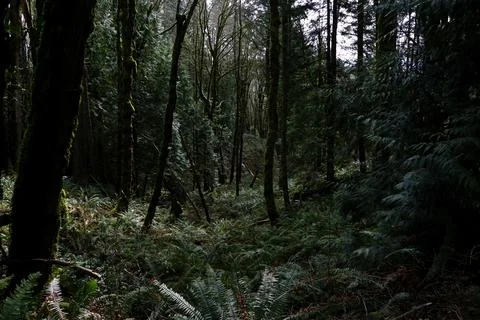 A dark forest scene full of trees and ferns Stock Photos