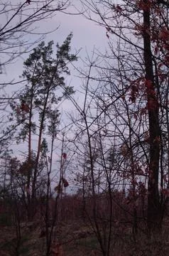 Dark forest scene with twisted bare branches and sparse autumn leaves under.. Stock Photos