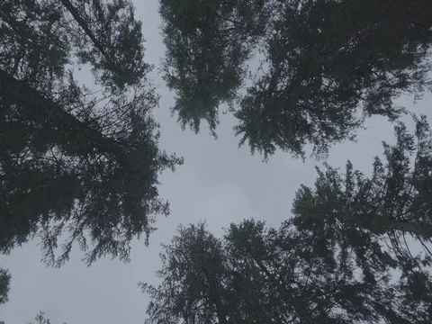 Dark Forest Seen From Ground Up During Gray Day Vidéo 80168616