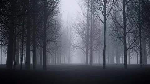 The dark forest shrouded in mist 库存影片 313816608