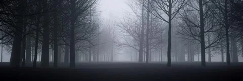 The dark forest shrouded in mist 库存影片 313816622