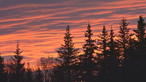 Dark Forest Silhouette Sunset 2 스톡 동영상 10578054
