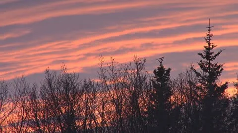 Dark Forest Silhouette Sunset 3 Stock Footage 10578084