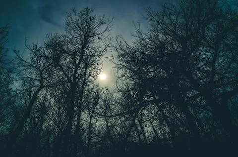 Dark forest silhouetted in the light. Stock Photos