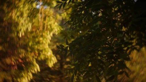 Dark forest in slow motion Stock Footage 88719875