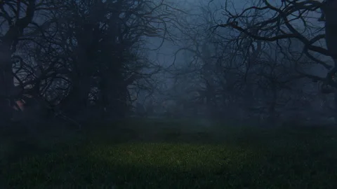 Dark Forest Slow Zoom In. Stock Footage 243523089
